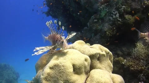 Common lionfish Stock Footage 52116062