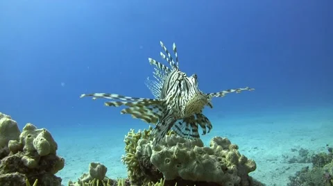 Common lionfish Video stock 52116310