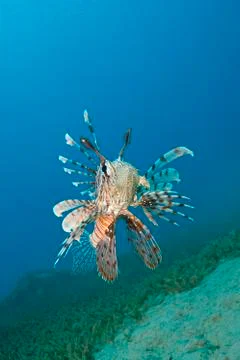 Common lionfish hovering close to the seabed. Foto stock