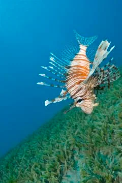 Common lionfish hovering close to the seabed. 库存照片
