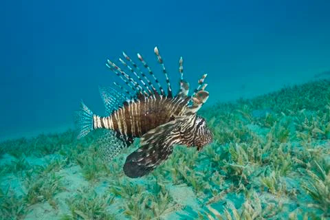 Common lionfish hovering close to the seabed. Stock Photos
