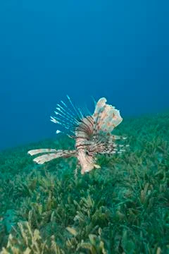 Common lionfish hovering close to the seabed. Stock Photos