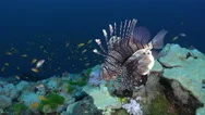Common Lionfish Over The Coral Reef - Red Sea, Close Up Shot Stock Footage