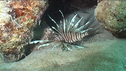 Common Lionfish Over The Seabed Stock Footage 291450772