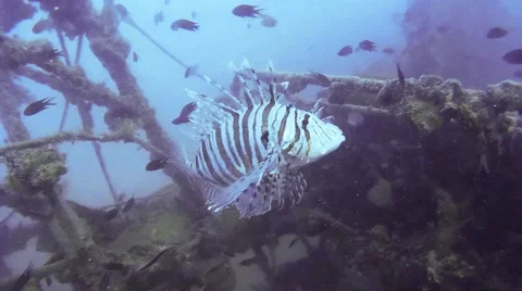 Common lionfish (Pterois) Stock Footage 42083466