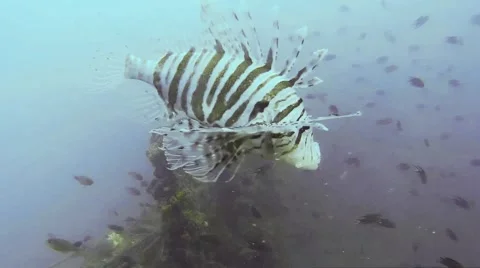 Common lionfish (Pterois) Stock Footage 42083953