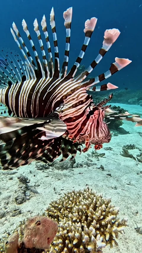 Common lionfish (pterois miles). Stock Footage 321153814