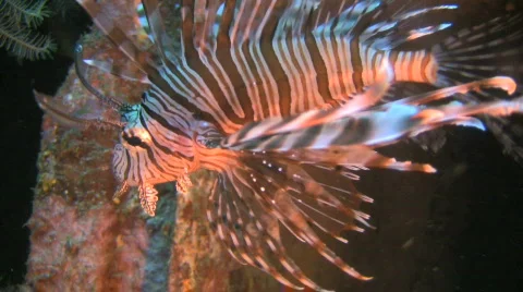 Common Lionfish, Pterois miles on a reef in the Philippines Stock Footage