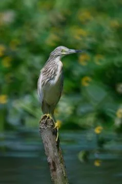 Common Little Bittern Stock Photos