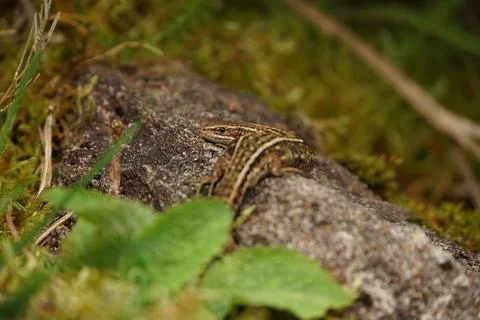 Common Lizard Basking Stock-Fotos