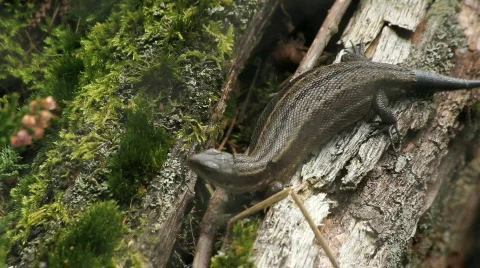 Common lizard breathing Video stock 860521