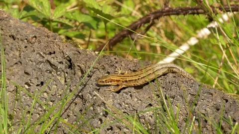 Common lizard female moves over rock watches and catches a woodlouse Stock Footage 82658472