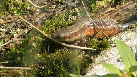 Common lizard flicks tounge Video stock 860791