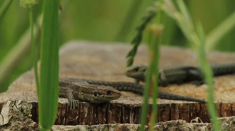 Common Lizard Stock Footage 36175993