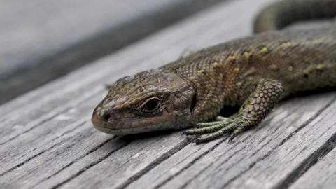 Common Lizard Video stock 282587317
