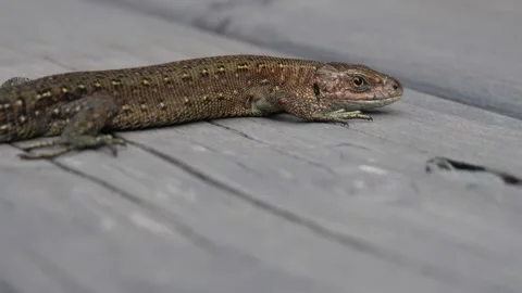 Common Lizard Video stock 282587998