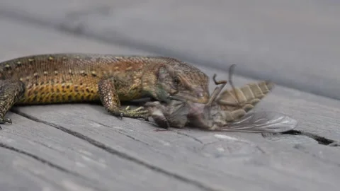 Common Lizard Hunts Horsefly in the Wild Video stock 282587574