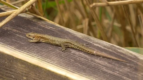 Common lizard lacerta viridis basking on wooden hand rail Stock Footage 82658532