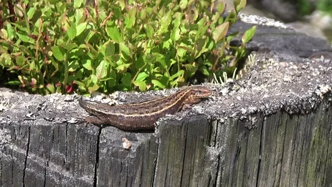 Common Lizard Lacerta vivipara Basking in the North Pennines Stock Footage 114806135