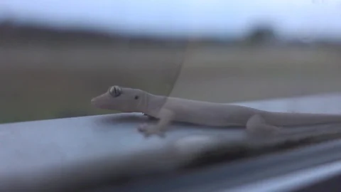Common lizard or House geckos a small reptile moving on the window 스톡 동영상 107778184