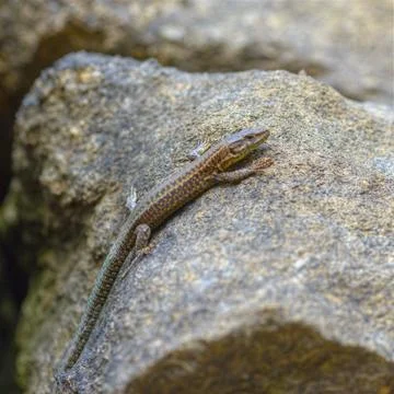 Common lizard or Iberian lizard Stock Photos