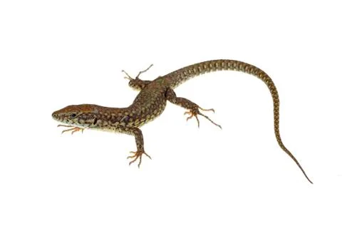 Common lizard Stock Photos