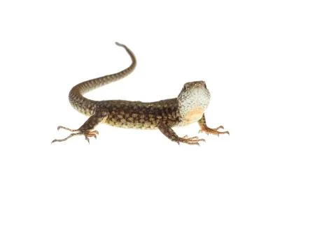 Common lizard Stock Photos