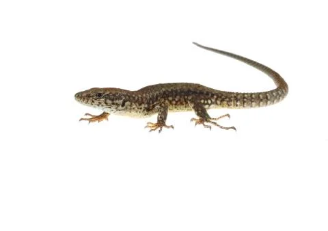 Common lizard Stock Photos