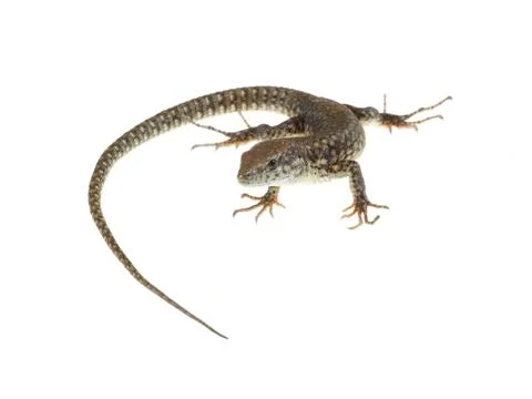 Common lizard Stock Photos