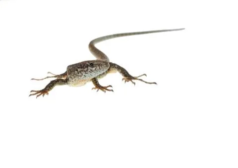 Common lizard Stock Photos