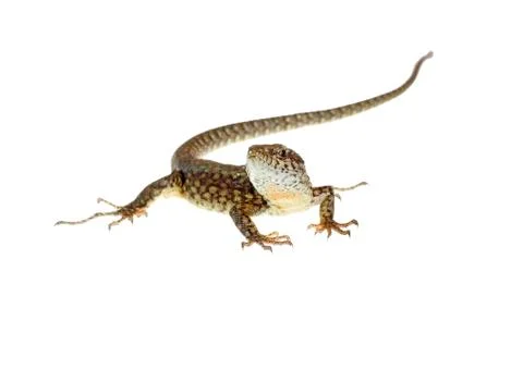 Common lizard Stock-Fotos