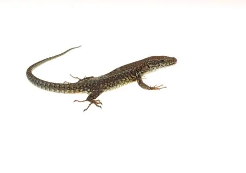 Common lizard Stock Photos