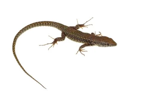 Common lizard Stock Photos