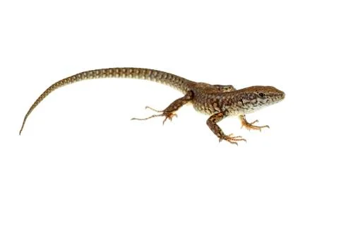 Common lizard Stock Photos