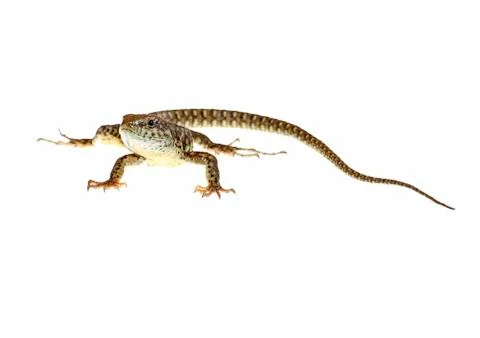 Common lizard Stock Photos