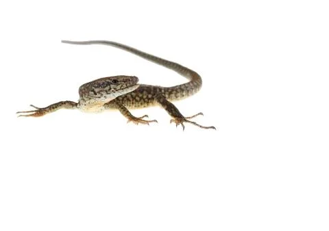 Common lizard Stock Photos