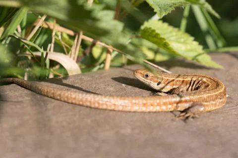 Common lizard Stock-Fotos