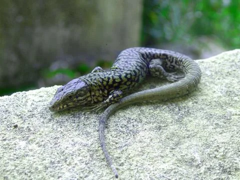 Common lizard Stock Photos