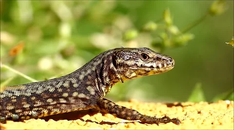 Common lizard, Podarcis Muralis Video stock 63384074