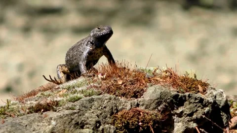 Common Lizard Standing On A Mossy Rock Stock Footage 328392671
