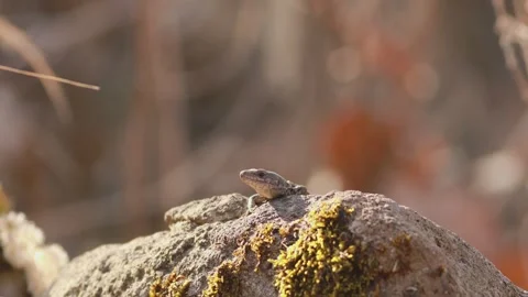 Common lizard tapping rock with paw while basking in sunlight Video stock 330366569