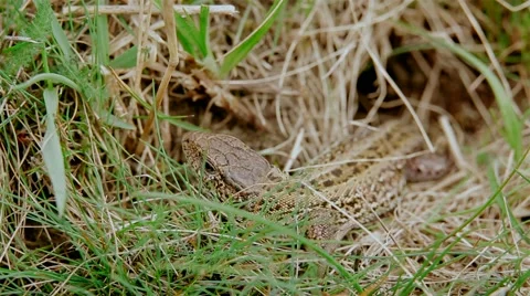 Common lizard who hides in grass Video stock 62135049