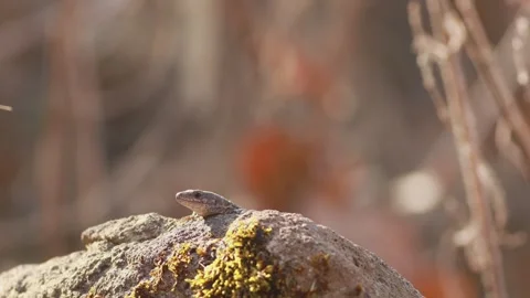 Common lizard (Zootoca vivipara) basking on rock turning head in sunlight 库存影片 330360716