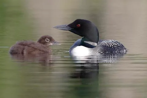 Common Loon and Three-Week Old Chick Stock Photos