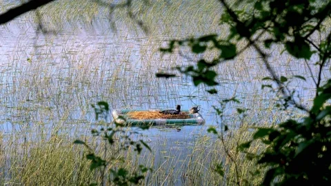 Common Loon and turtles on a nesting raft in a Minnesota lake. Stock Footage 198940886
