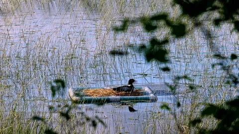 Common Loon and two turtles on a nesting raft on a Minnesota lake. Stock Footage 198940874
