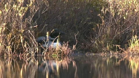 Common Loon Bird Incubating Eggs on Nest in Lake in Wisconsin Stock Footage 155526519