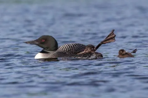 A Common Loon chick  and its mother wave a foot in the air - Ontario, Canada Stock Photos