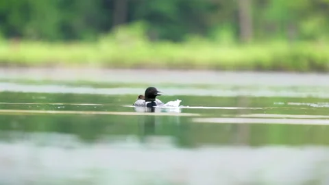Common Loon with chick Stock Footage 153002879