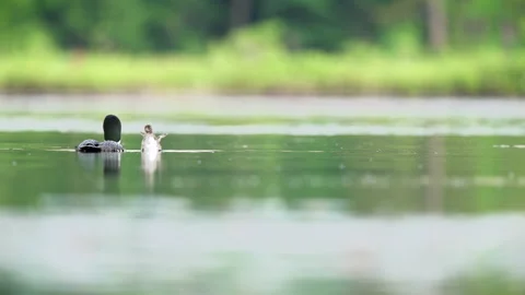 Common Loon chick Video stock 153247761